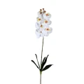 Biała orchidea Phalaenopsis PTMD