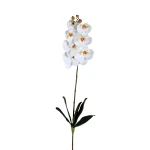 Biała orchidea Phalaenopsis PTMD