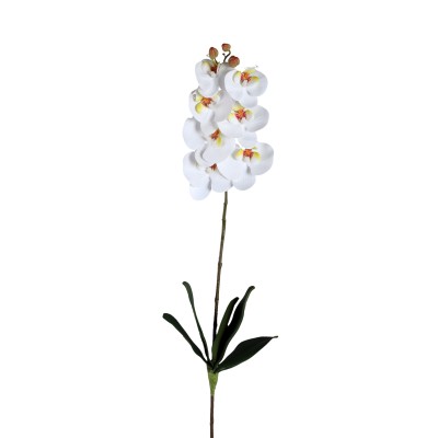 Biała orchidea Phalaenopsis PTMD