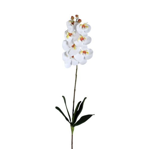 Biała orchidea Phalaenopsis PTMD