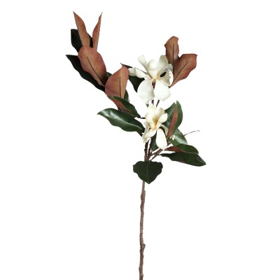 Kwiat białej Magnolii PTMD