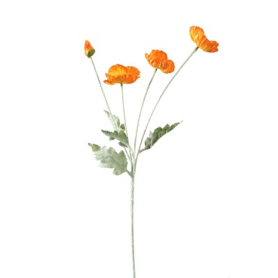 Pomarańczowy mak PTMD