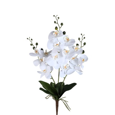 Biłay storczyk Phalaenopsis PTMD