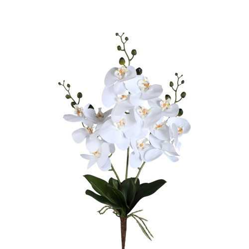 Biłay storczyk Phalaenopsis PTMD