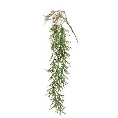 Zielona roślina wisząca PTMD