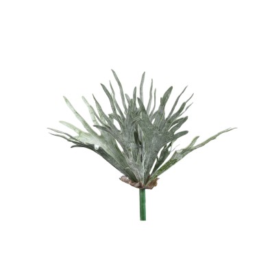 Liście Płaskli PTMD