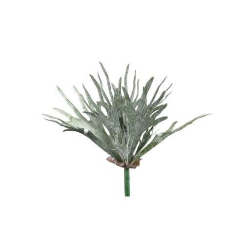 Liście Płaskli PTMD