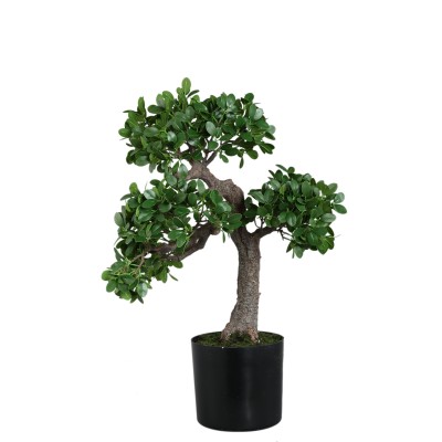 Drzewko bonsai PTMD