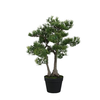 Drzewko bonsai sosna PTMD