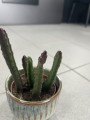 Stapelia leendertziae fioletowa