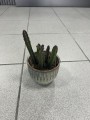 Stapelia leendertziae fioletowa