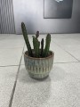Stapelia leendertziae fioletowa