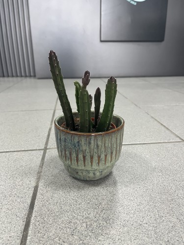 Stapelia leendertziae fioletowa
