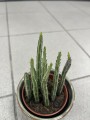 Stapelia Senecio stapeliiformis