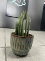 Stapelia Senecio stapeliiformis