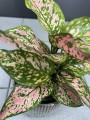 Aglaonema Spotted