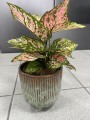 Aglaonema Spotted