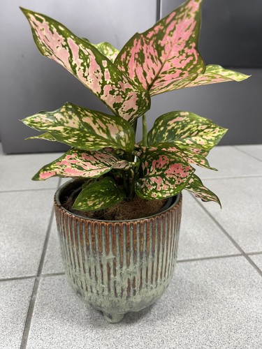 Aglaonema Spotted