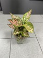 Aglaonema Spotted