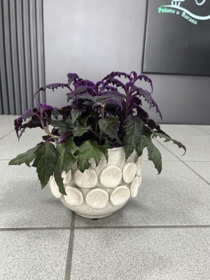  Gynura aurantiaca, Ginura pomarańczowa