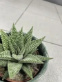 Haworthia fasciata Big Band Haworsja pasiasta