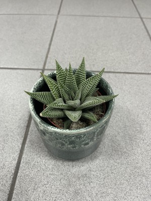 Haworthia fasciata Big Band Haworsja pasiasta
