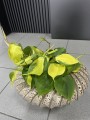 Philodendron Scandens Brasil