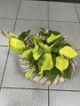 Philodendron Scandens Brasil