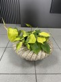 Philodendron Scandens Brasil