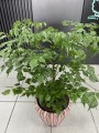 Radermachera sinica