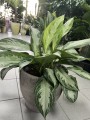 Aglaonema Silver Bay