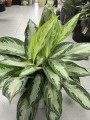 Aglaonema Silver Bay
