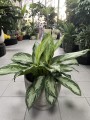 Aglaonema Silver Bay