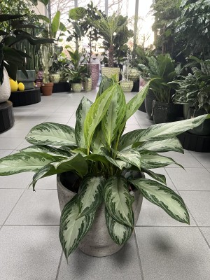 Aglaonema Silver Bay