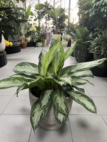 Aglaonema Silver Bay