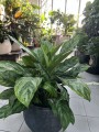 Aglaonema Chantal
