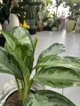 Aglaonema Silver Bay