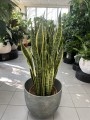 Sansevieria Laurentii