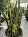 Sansevieria Laurentii