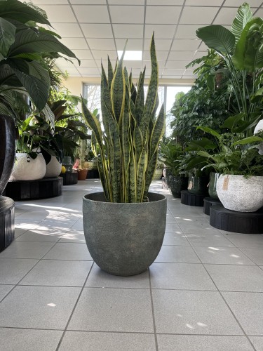 Sansevieria Laurentii