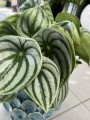 Peperomia argyreia Watermelon