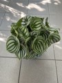 Peperomia argyreia Watermelon