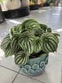 Peperomia argyreia Watermelon