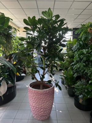 Ficus Cyathistipula