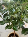 Ficus elastica Robusta