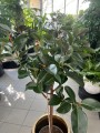 Ficus elastica Robusta