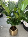 Ficus Lyrata drzewko