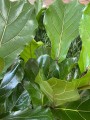 Ficus Lyrata drzewko