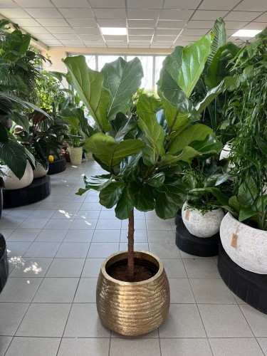 Ficus Lyrata drzewko