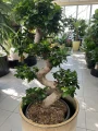 Ficus microcarpa Ginseng bonsai